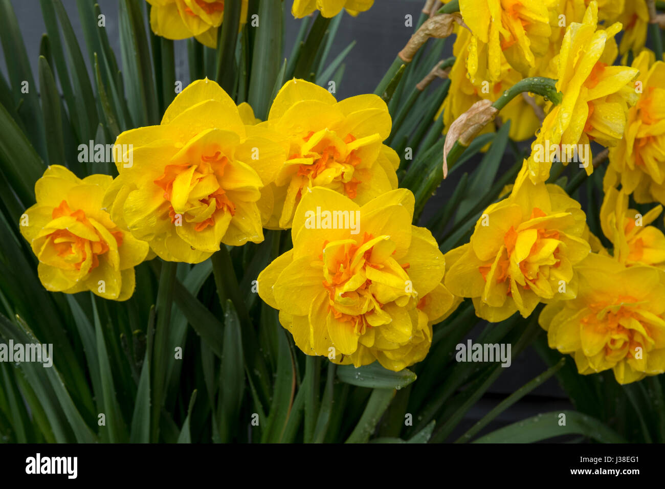 Narzisse 'Update' Stockfoto