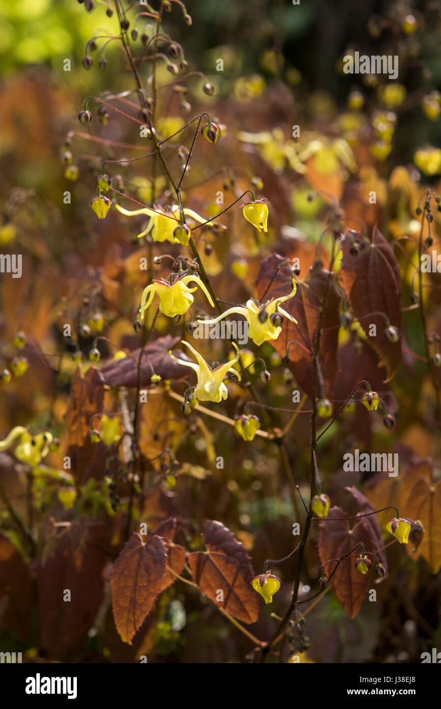 Epimedium davidii oder fairy Wings Stockfoto