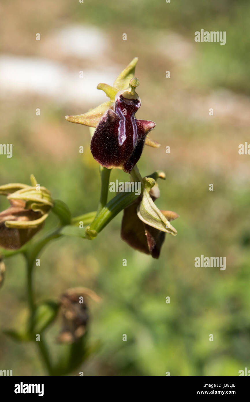Ophrys mammosa, eine schöne kleine Orchidee aus Griechenland Stockfoto