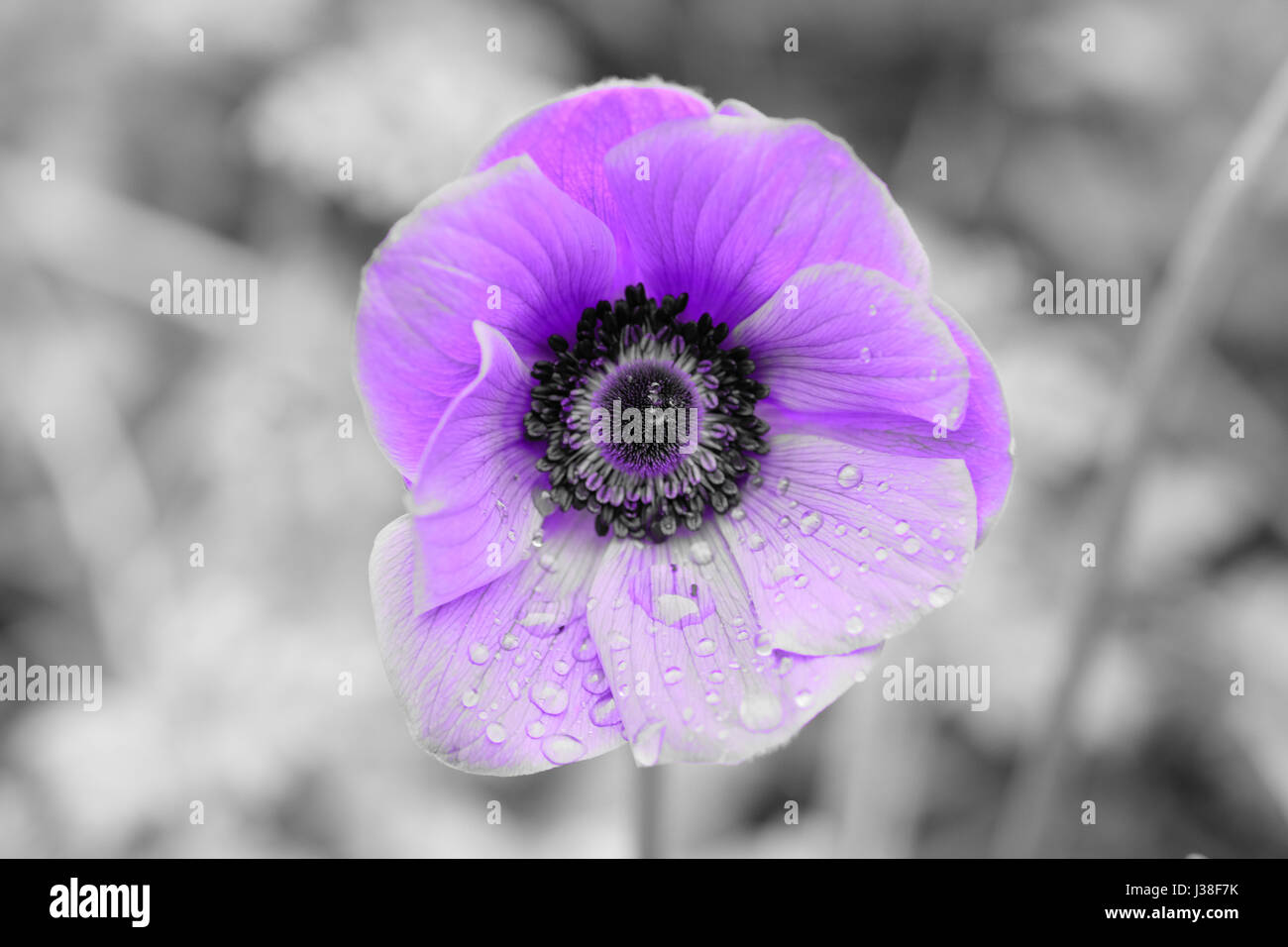 Lila anemone Mohn (Anemone coronaria) Blüte gegen einen schwarzen und weißen Hintergrund, mit Regen fällt auf die Blütenblätter Stockfoto