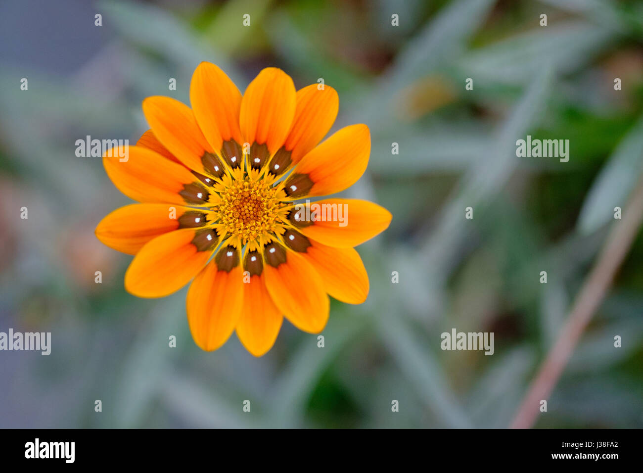 Große helle orange gazania Blume. Stockfoto