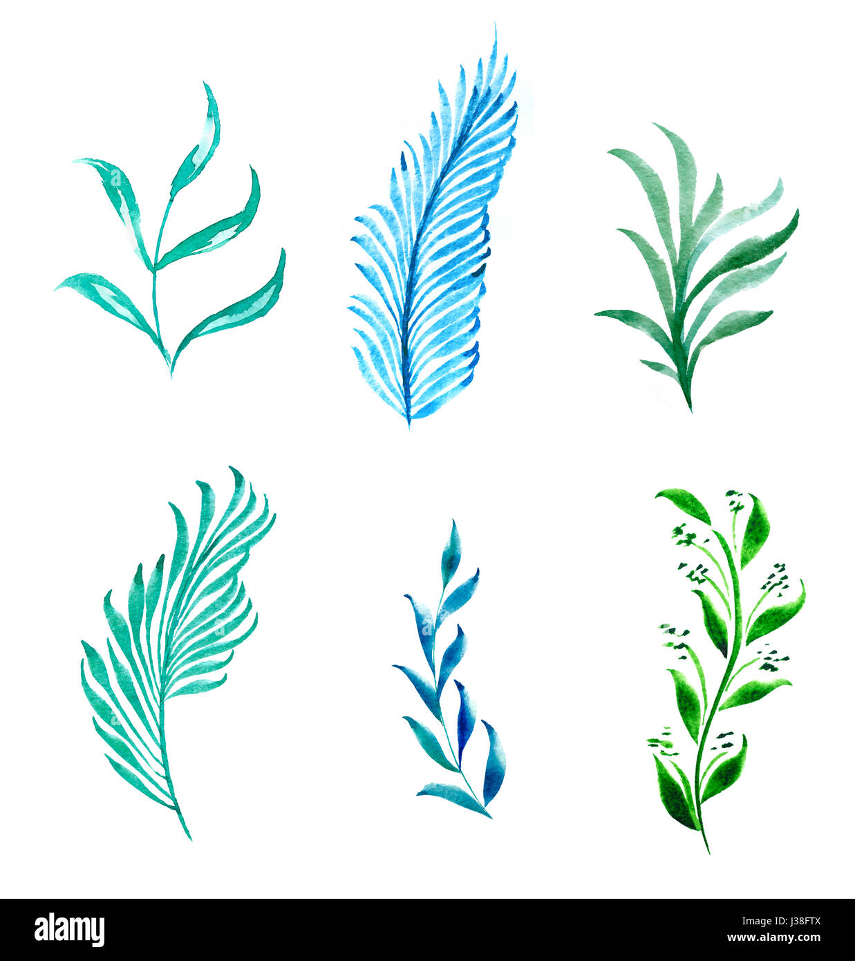 Zeichnung der Blätter einer Pflanze auf einem weißen Hintergrund mit Wasserfarben bemalt Stockfoto