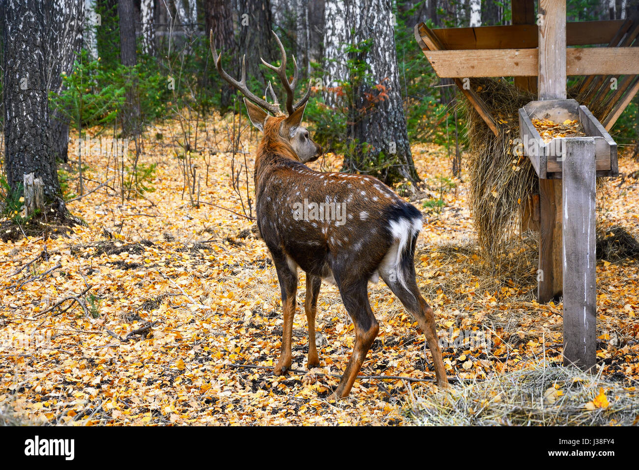 Gefleckte Rehe im Wildlife Park, gelegen in den Bergen, Salair Ridge, Kemerowo Stockfoto