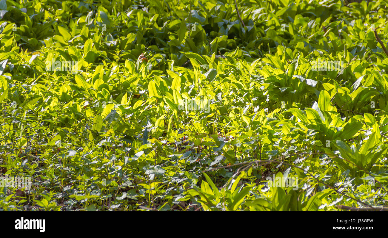 sonnig beleuchteten dichten Bären Lauch Vegetation closeup Stockfoto