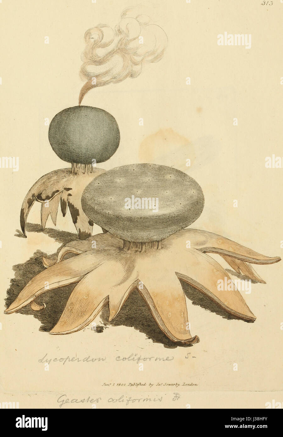 Farbige Figuren englischer Pilze oder Pilze, von James Sowerby, ist ein botanisches Werk, das detaillierte Abbildungen verschiedener Pilzarten in England zeigt. Die Arbeit beleuchtet die Vielfalt der Pilze in englischen Landschaften. Stockfoto