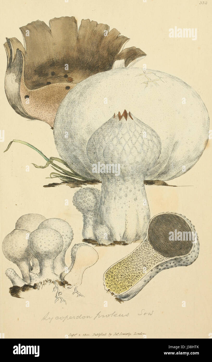 Dieses Werk präsentiert detaillierte und farbige Illustrationen englischer Pilze und Pilze, die die Vielfalt und wissenschaftliche Erforschung dieser Organismen in der botanischen Geschichte zeigen. Stockfoto