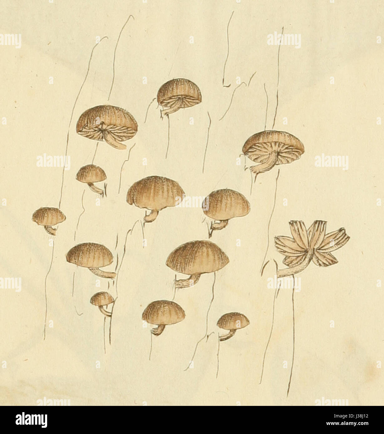 Farbige Abbildungen der englischen Pilze oder Champignons t. 341 (beschnitten) Stockfoto