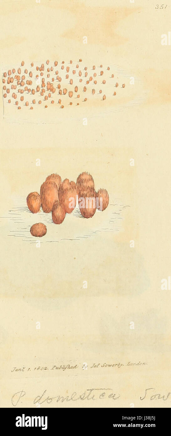 Diese Illustration von *farbigen Figuren englischer Pilze oder Pilze* zeigt detaillierte Darstellungen verschiedener in England gefundener Pilzarten mit Schwerpunkt auf ihren charakteristischen Farben und Merkmalen. Es ist eine wertvolle Referenz für Mykologen und Forscher über die biologische Vielfalt von Pilzen in Großbritannien. Stockfoto