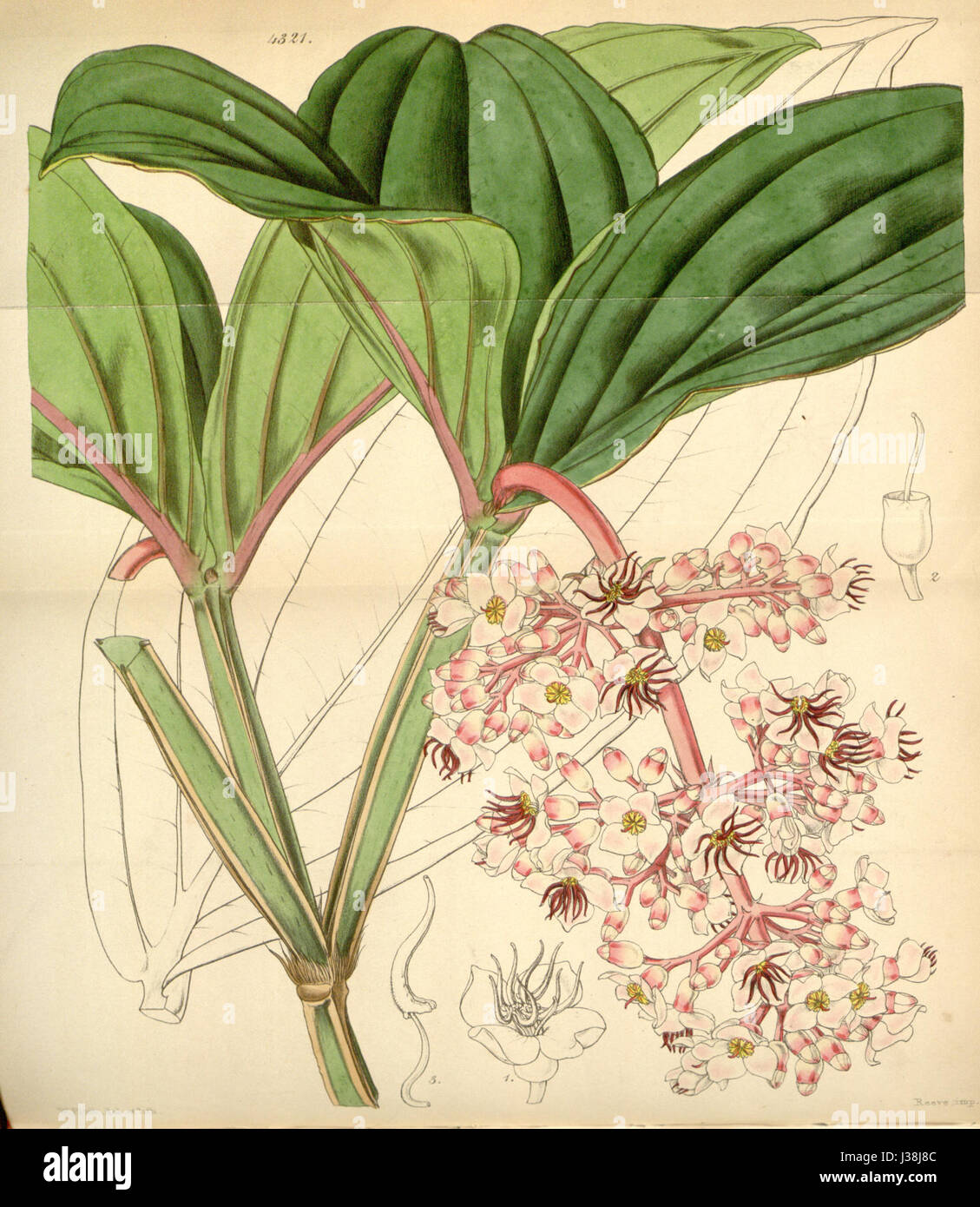 Platte 4321 aus Band 73 von Curtis's Botanical Magazine, einer Publikation, die der Darstellung von Pflanzenarten und botanischen Illustrationen aus dem 19. Jahrhundert gewidmet ist. Stockfoto