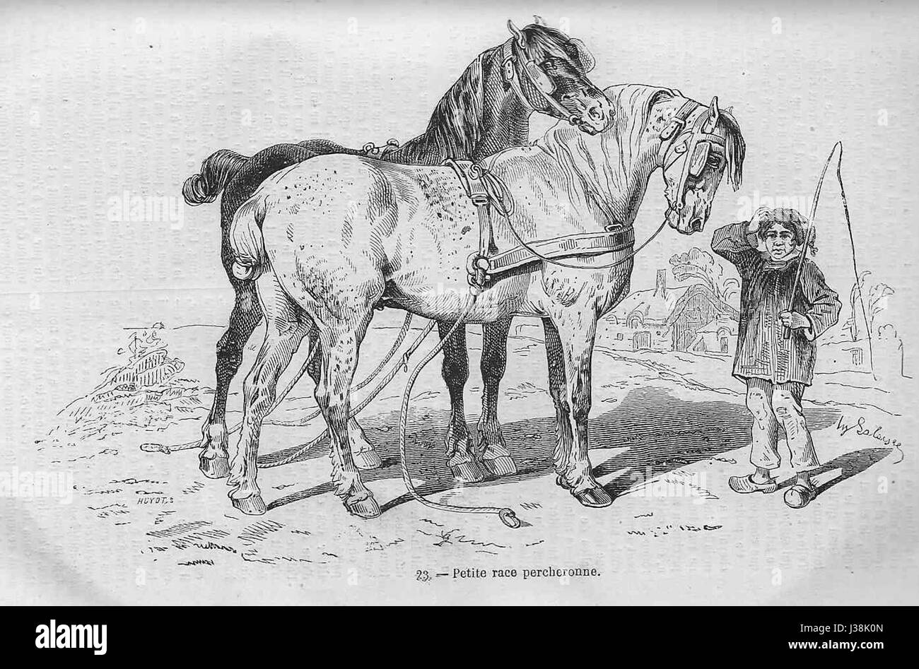 Eine kleine Rasse von Percheron Pferd, bekannt für seine Stärke, Beweglichkeit und Verwendung in der Landwirtschaft und beim Ziehen. Diese Rasse ist eine kleinere Version des größeren Percheron. Stockfoto