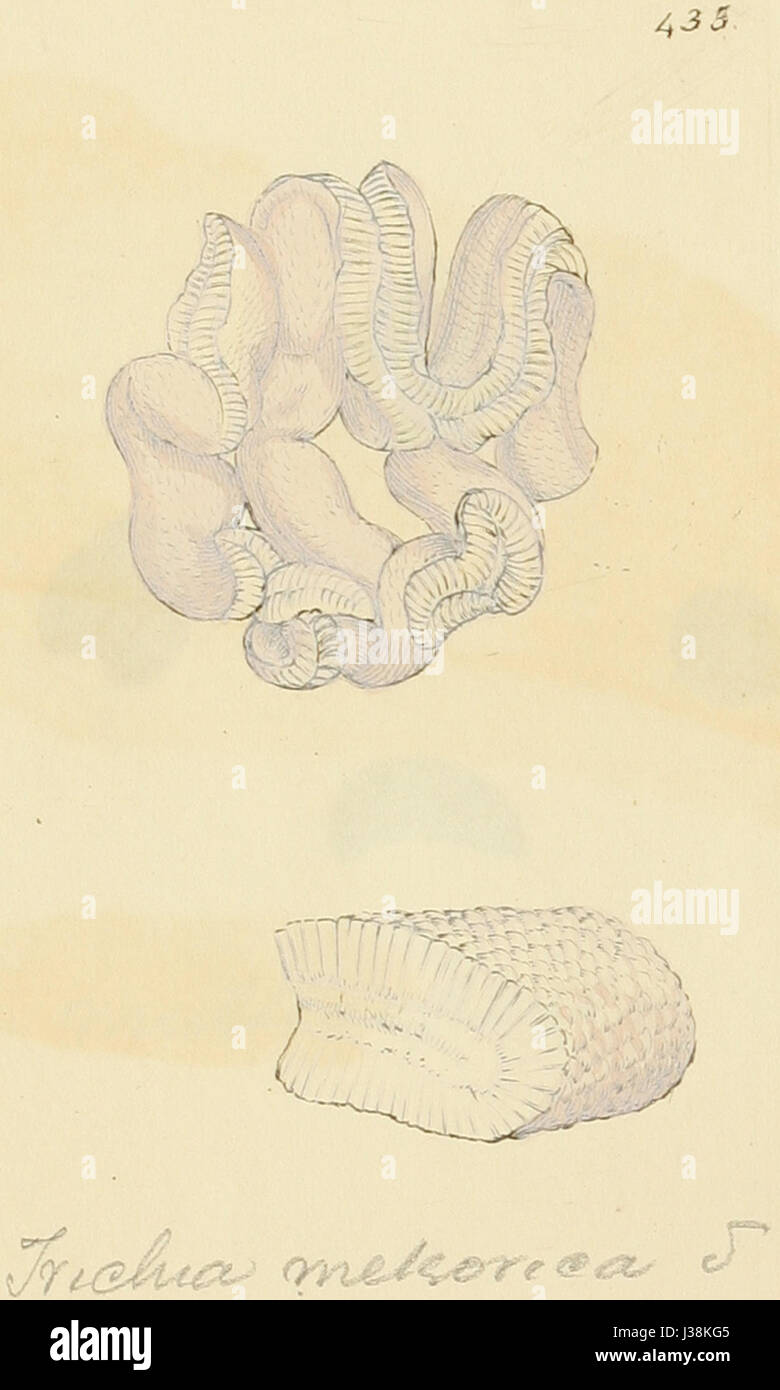 Dieses Bild stammt von „farbigen Figuren englischer Pilze oder Pilze“, einem botanischen Werk aus dem 19. Jahrhundert, das detaillierte Illustrationen englischer Pilze und Pilze zeigt. Das Kunstwerk spielt eine wichtige Rolle in der Mykologie. Stockfoto