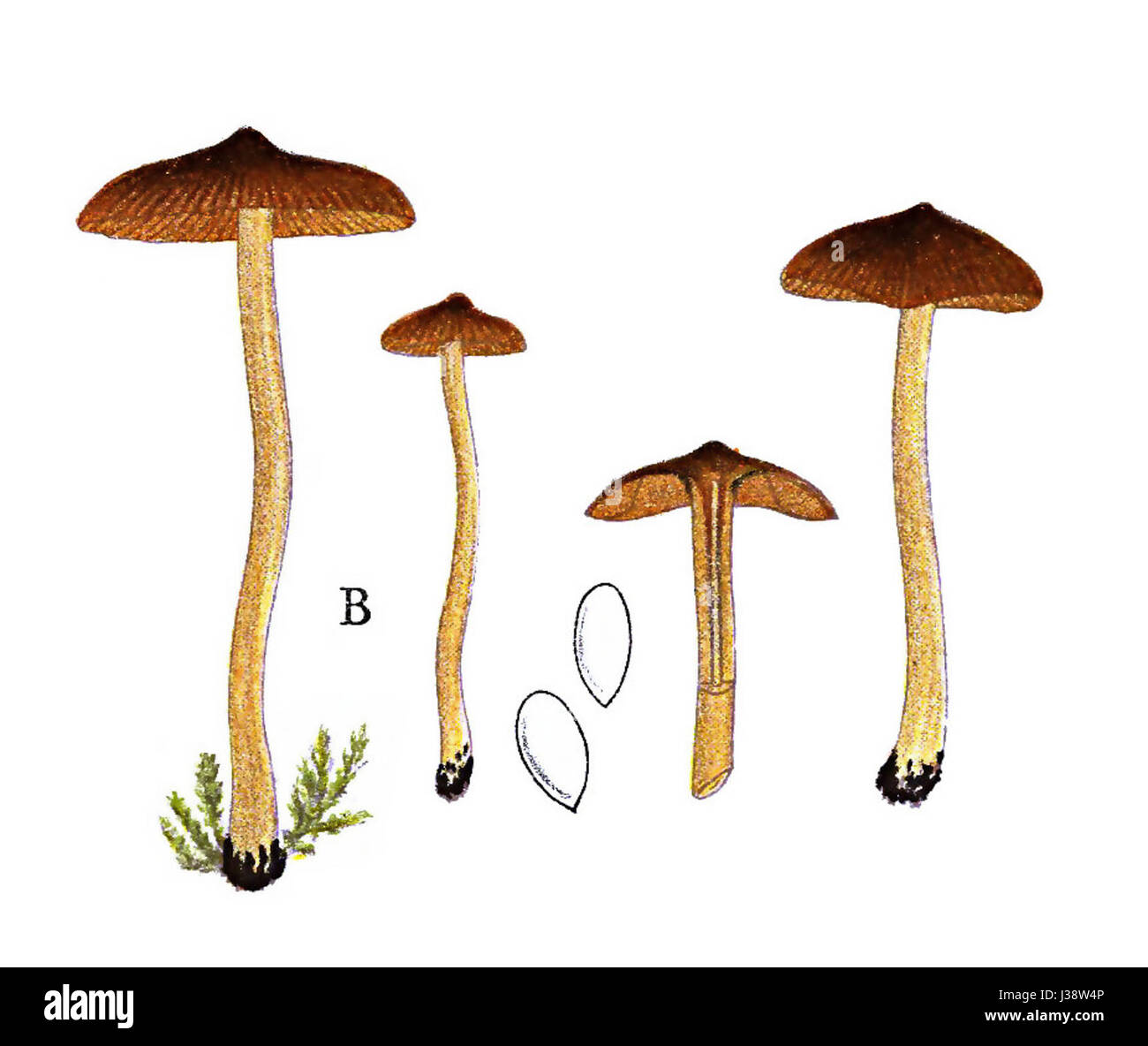 Dieses Bild zeigt eine detaillierte Darstellung des Cortinarius acutus, einer Pilzart, die in lange's Werk „Tab 104 B“ zu sehen ist und seine Besonderheiten veranschaulicht. Stockfoto