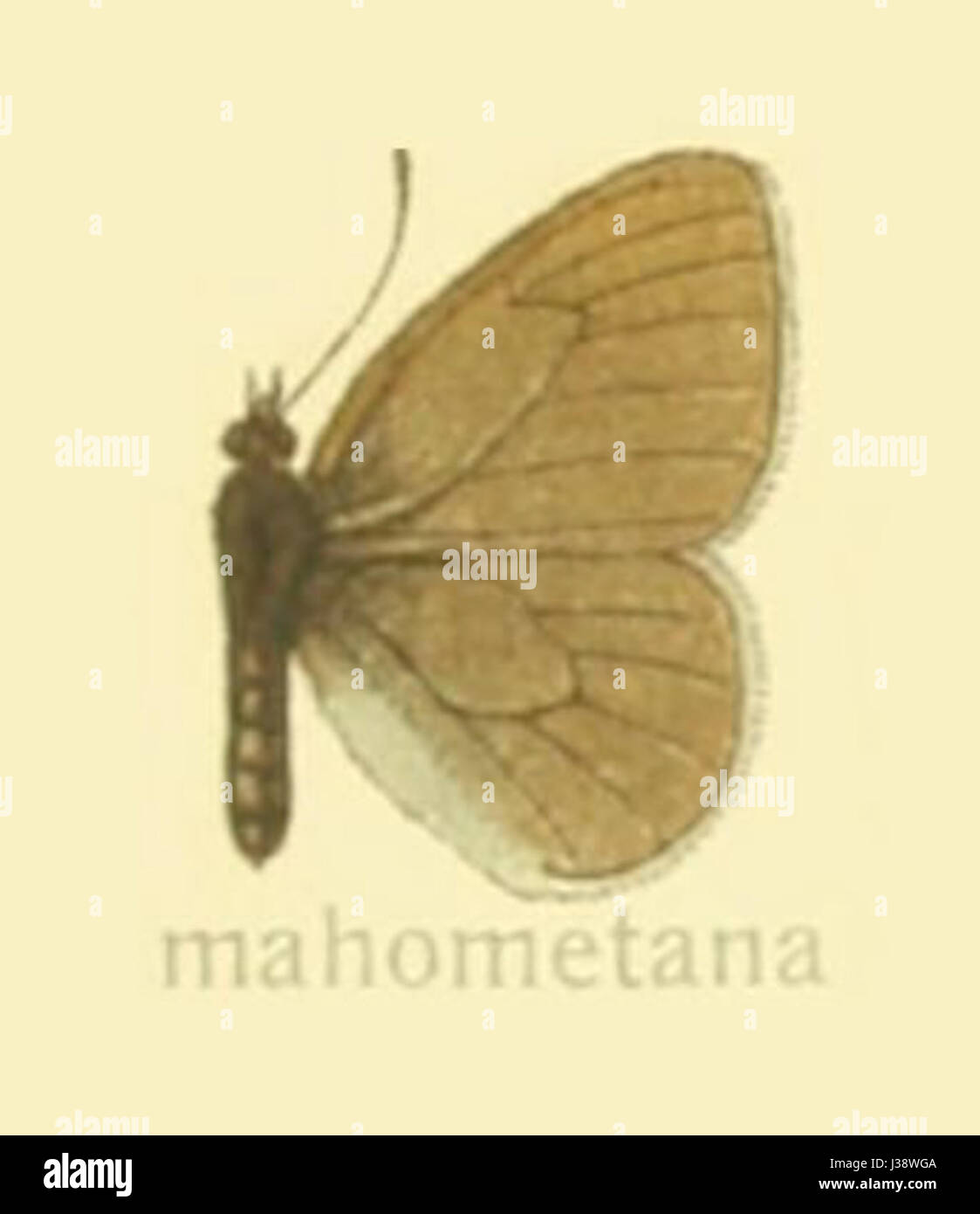 Coenonympha mahometana, wie von Seitz dokumentiert, ist eine Schmetterlingsart, die in Teilen Europas und Asiens beheimatet ist. Zu den Besonderheiten gehören eine bräunlich-orangene Farbe mit Augenflecken auf den Flügeln. Stockfoto