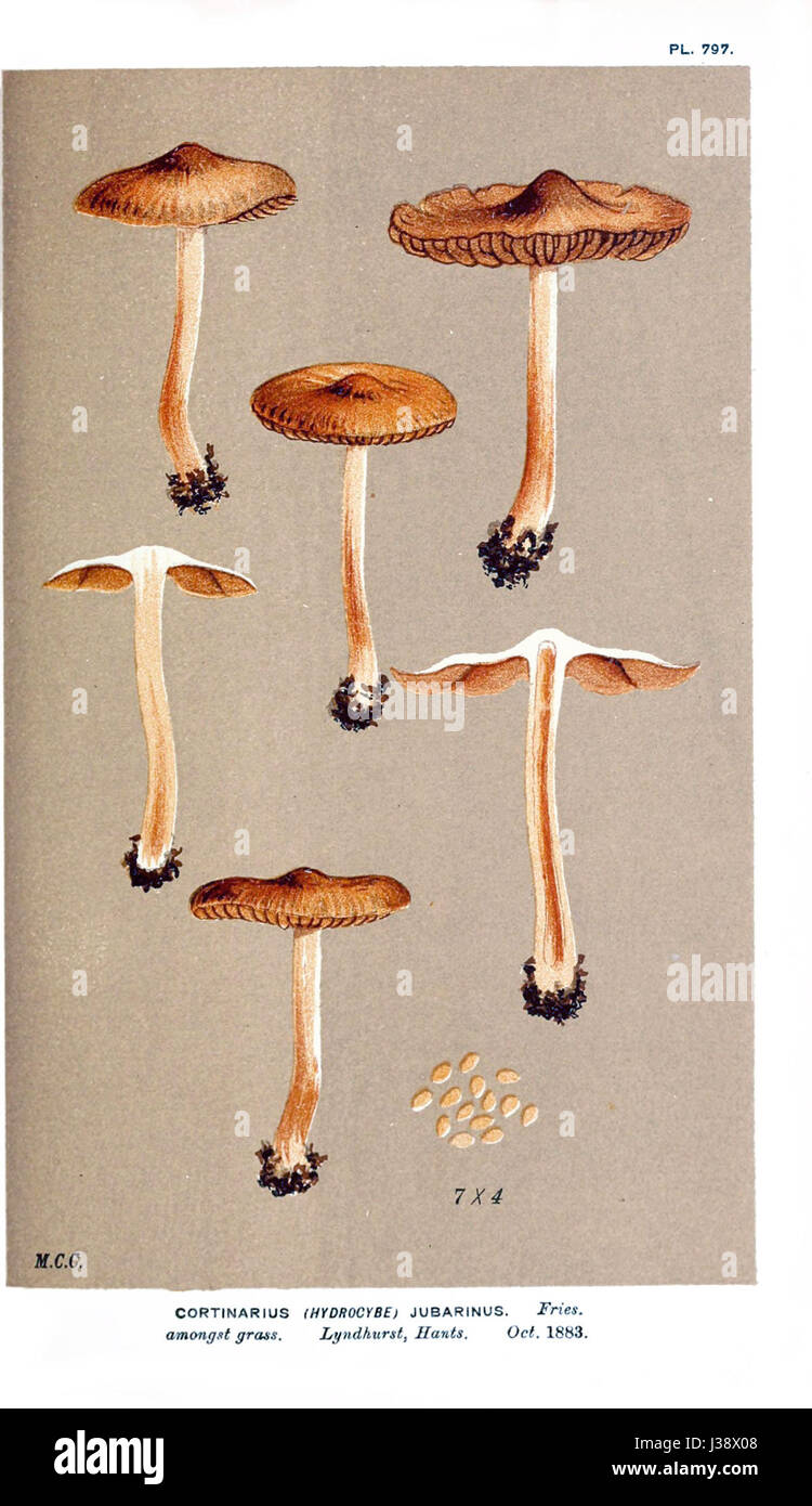 Cookes „Illustrations of British Fungi“ enthält detaillierte botanische Zeichnungen britischer Pilzarten, die die wissenschaftliche Illustration und die Untersuchung von Pilzen und Pilzen in Großbritannien betonen. Stockfoto