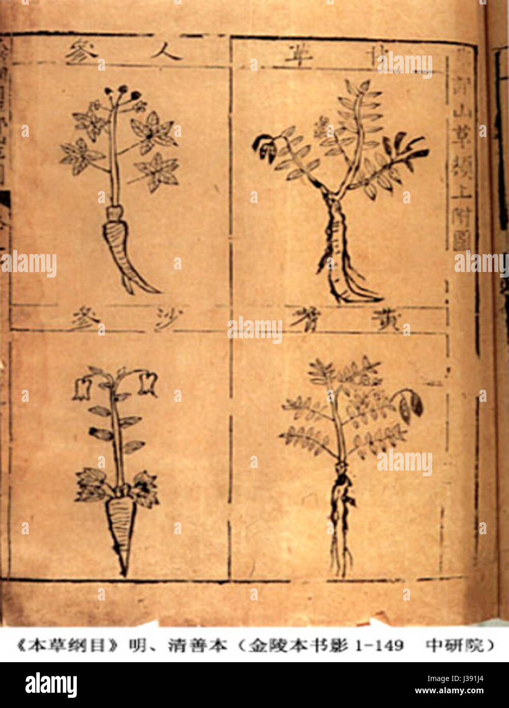 Kompendium von Materia Medica 3 Stockfoto