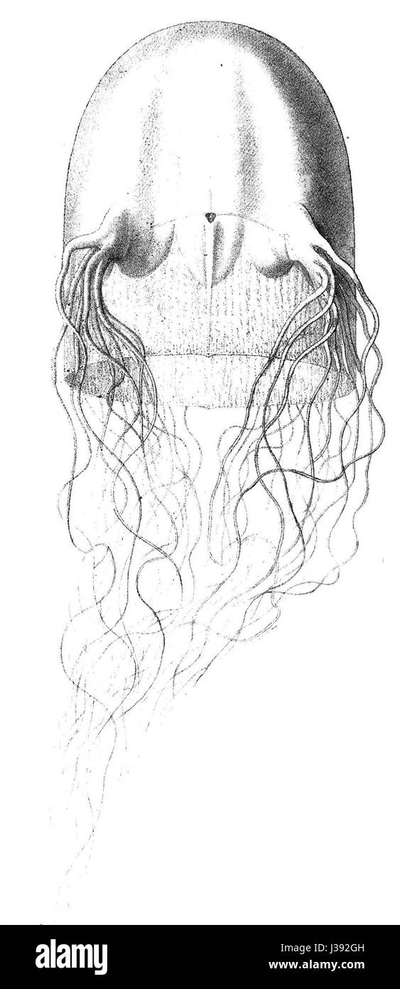 Chirodropus gorilla Stockfoto