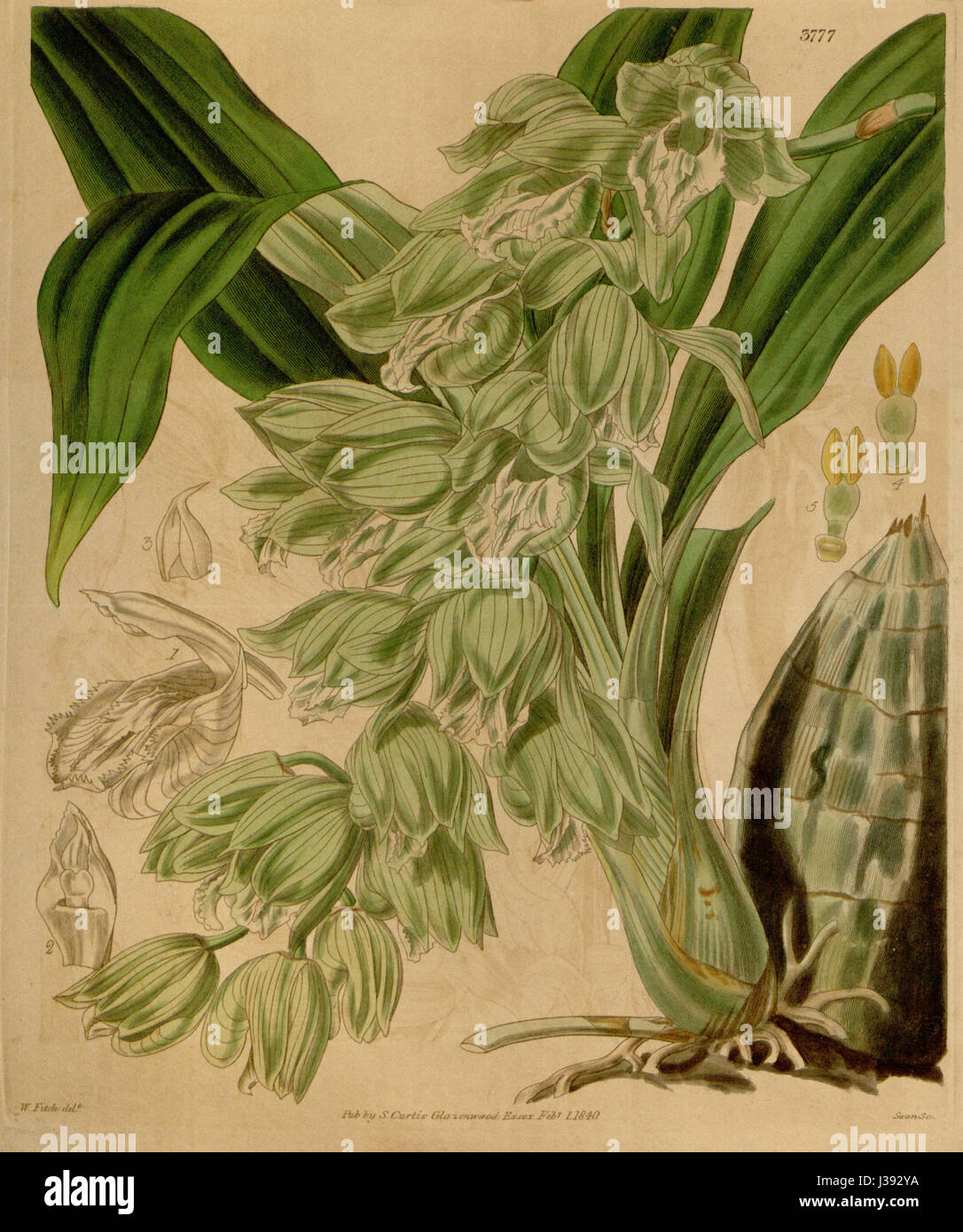 Clowesia russelliana, früher als Catasetum russellianum klassifiziert, ist eine Orchideenart, die 1840 erstmals im Botanical Magazine von Curtis illustriert wurde. Es ist bekannt für seine unverwechselbaren Blumen und seine komplizierte Struktur. Stockfoto
