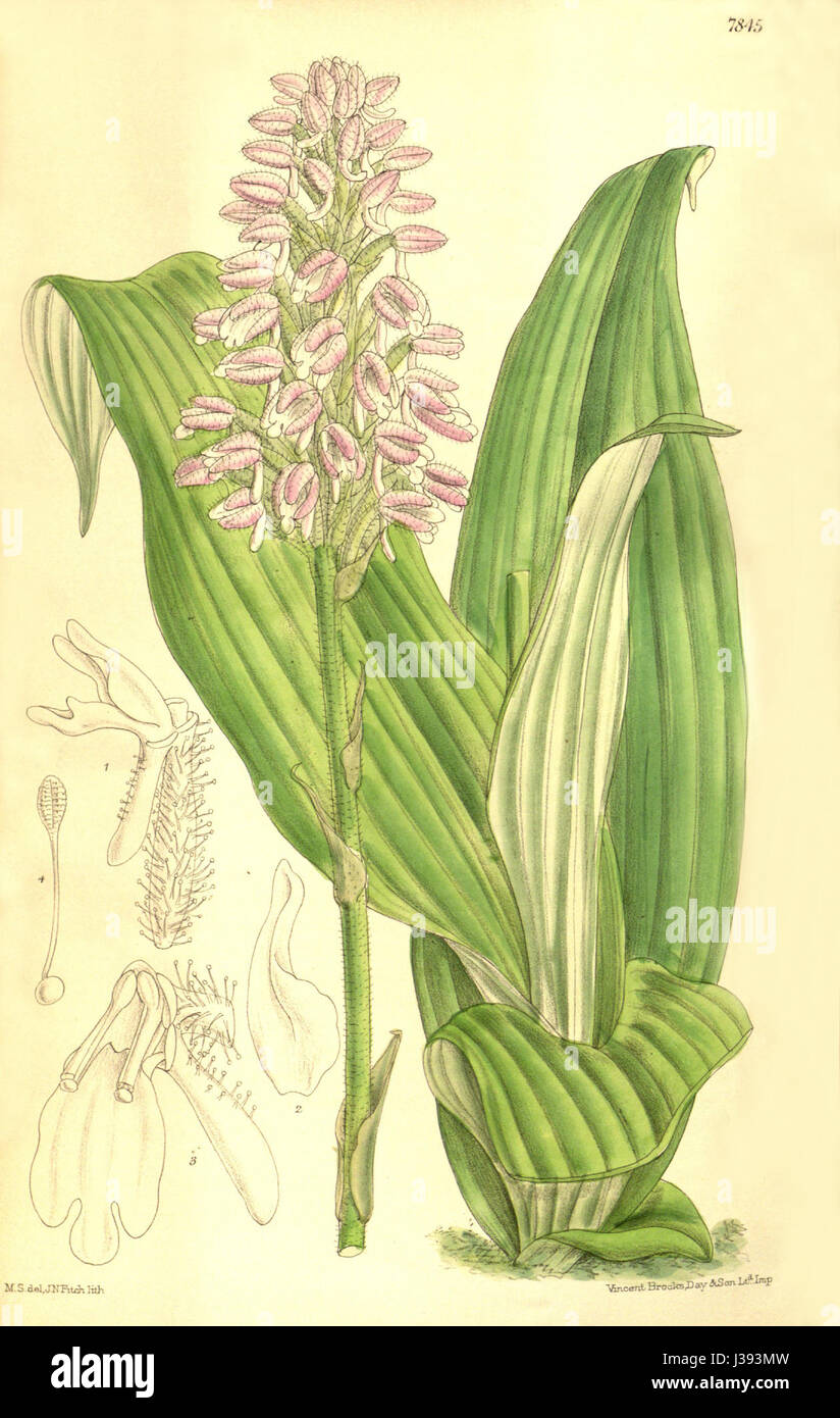 Cynorkis villosa ist eine Orchideenart, die 1902 erstmals im Botanical Magazine von Curtis beschrieben wurde. Diese Art ist für ihre besonderen Merkmale bekannt und gehört zur vielfältigen Familie der Orchidaceae, die für ihre wunderschönen Blüten bekannt ist. Sie kommt in tropischen Regionen vor und ist bekannt für ihre zarten, flauschigen Blüten. Stockfoto