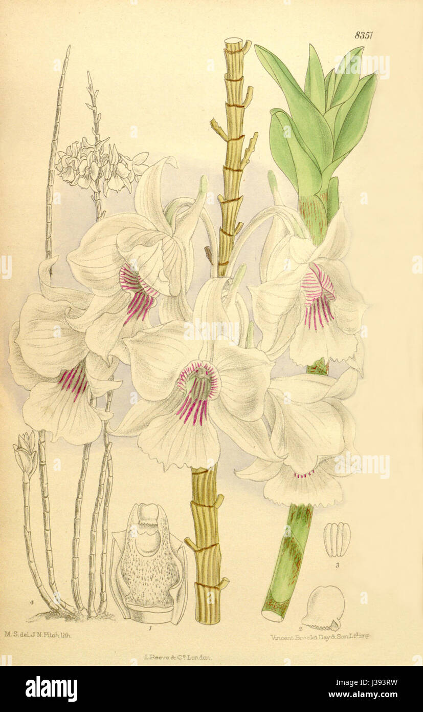 Dendrobium sanderae ist eine Orchideenart, die 1910 erstmals im Botanical Magazine von Curtis beschrieben wurde. Sie ist bekannt für ihre auffälligen Blüten und ihren Platz in der Geschichte der Orchideenklassifizierung. Stockfoto