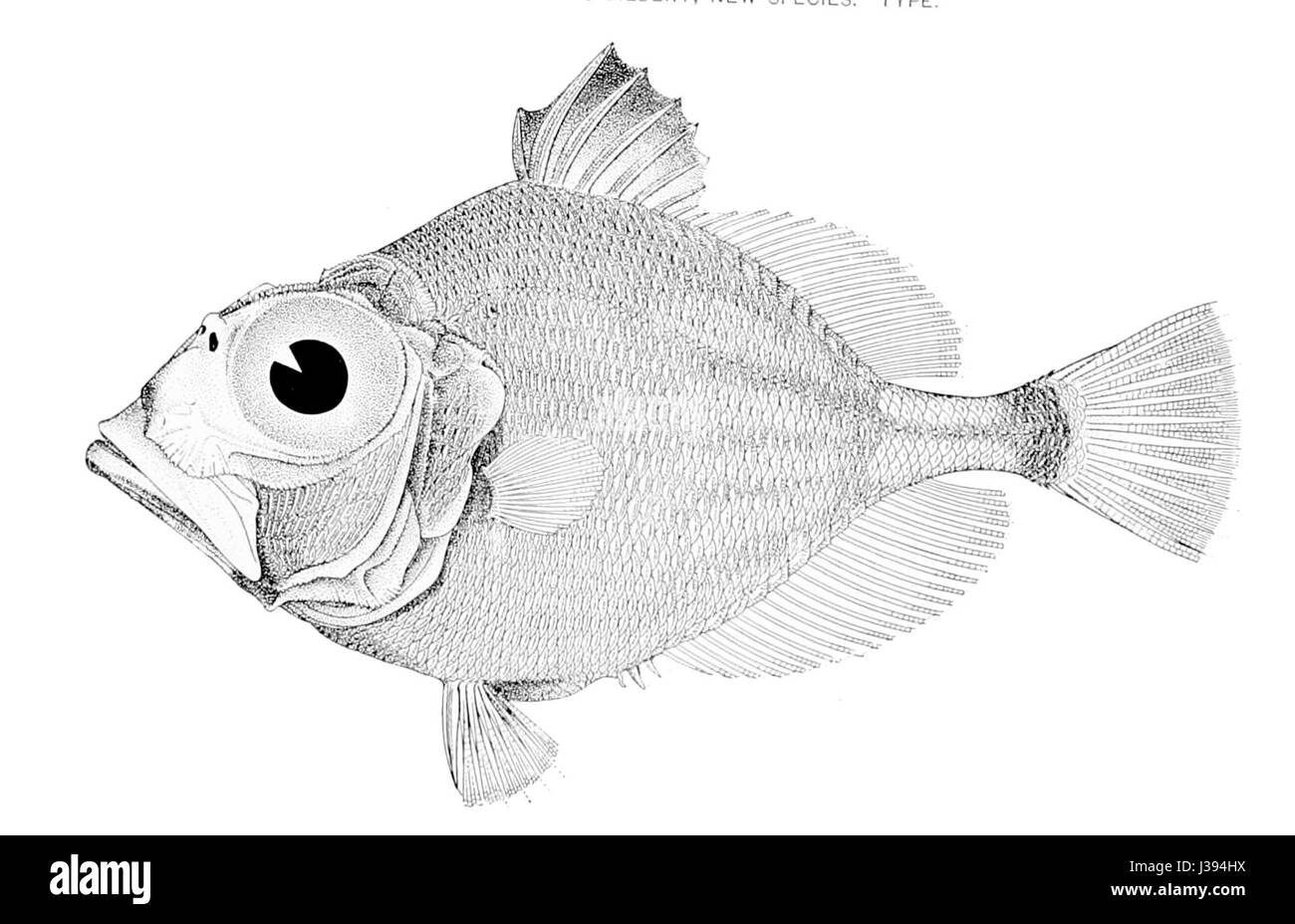 Cyttomimus stelgis ist eine Art oder Gattung, die mit der Paläontologie verwandt ist, möglicherweise ein ausgestorbener Dinosaurier oder eine prähistorische Art. Der Begriff bezieht sich auf eine Art von antikem Organismus, der durch Fossilien identifiziert wurde und Licht auf das prähistorische Leben wirft. Stockfoto