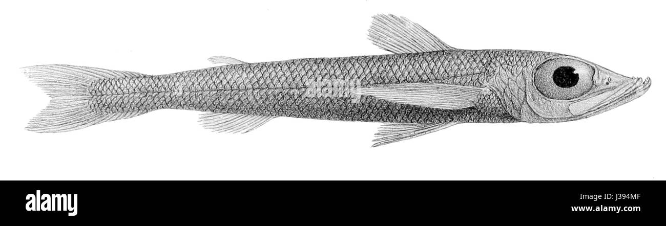 Chlorophthalmus agassizi ist eine Fischart aus der Familie der Chlorophthalmidae, die in tiefen Gewässern vorkommt. Seine charakteristischen grünlichen Augen sind besonders für ihre Anpassung an schlechte Lichtverhältnisse bekannt. Stockfoto