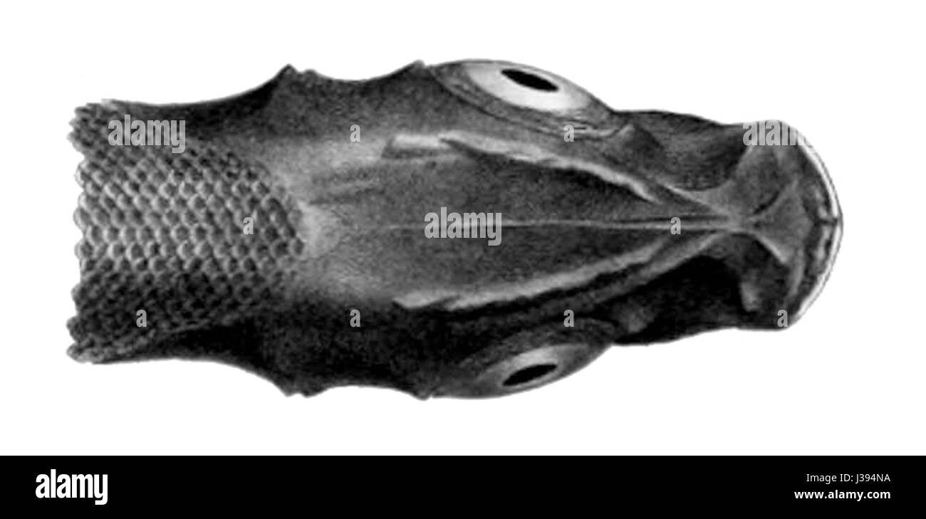 Conocara nigrum ist eine Fischart, wahrscheinlich eine Art von Welsen, die in Süßwasserumgebungen vorkommt, insbesondere in bestimmten Regionen mit reicher aquatischer Artenvielfalt. Stockfoto