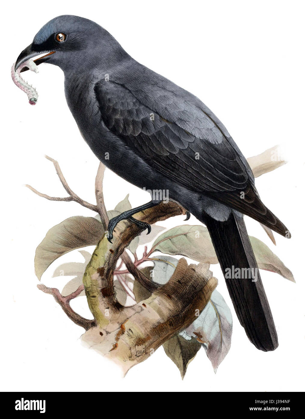 Coracina personata, auch bekannt als Weißbrust-Holzschwalbe, ist eine Vogelart, die in Teilen Asiens vorkommt. Dieser Vogel wird durch sein charakteristisches Gefieder identifiziert und wird typischerweise mit Bestäubungsaktivitäten in seinem Ökosystem in Verbindung gebracht. Stockfoto