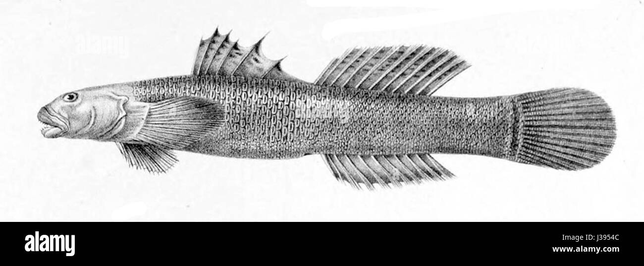 Cotylopus acutipinnis1 Stockfoto