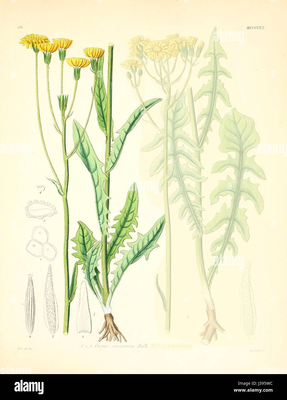 Crepis nicaeensis Stockfoto