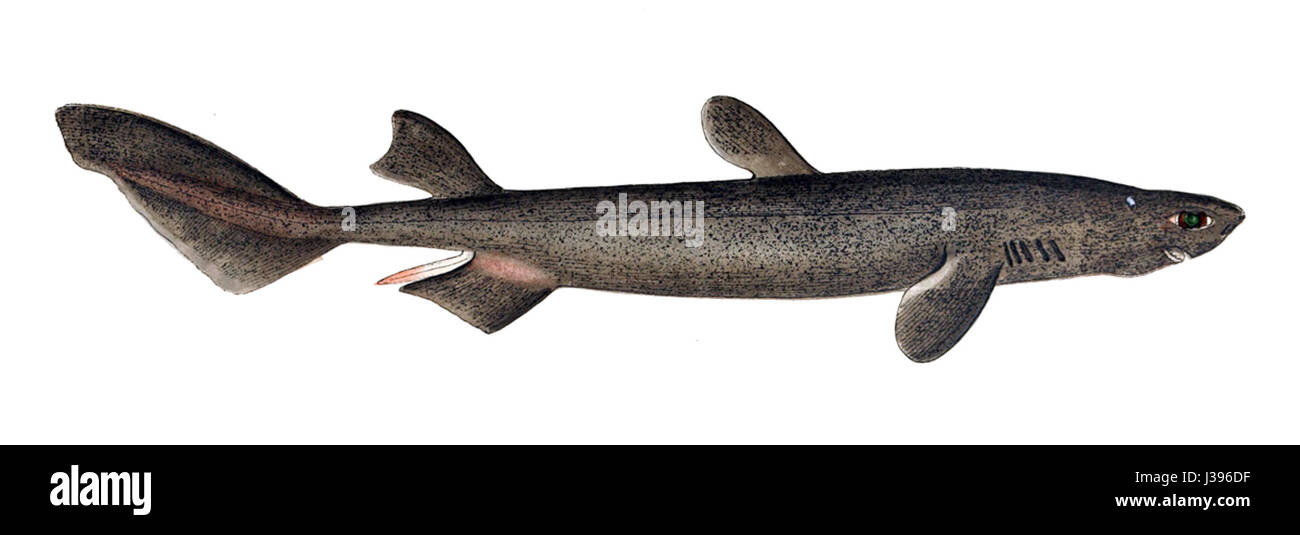 Dalatias licha, auch als Kitefinhai bekannt, ist eine Art von Tiefseehai, die im Atlantik vorkommt. Die Art ist bekannt für ihre charakteristisch langen, drachenförmigen Brustflossen. Stockfoto