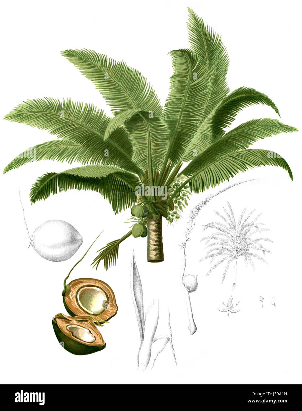 Dies bezieht sich auf eine botanische Illustration der Kokospalme Cocos nucifera, wie sie von Blanco, einem renommierten Botaniker, beschrieben wird. Das Bild zeigt wahrscheinlich eine detaillierte Darstellung der Kokospalme. Stockfoto