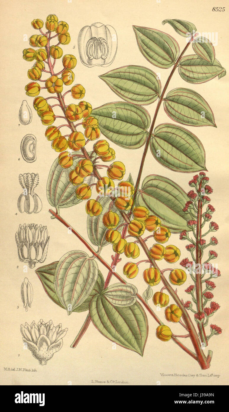 Coriaria terminalis ist eine blühende Pflanzenart, die in Regionen Südamerikas beheimatet ist. Bekannt für seine giftigen Eigenschaften, produziert es Beeren, die schädlich sind, wenn sie verzehrt werden. Das charakteristische Erscheinungsbild der Pflanze umfasst längliche Blätter und kleine Blütenbündel. Stockfoto