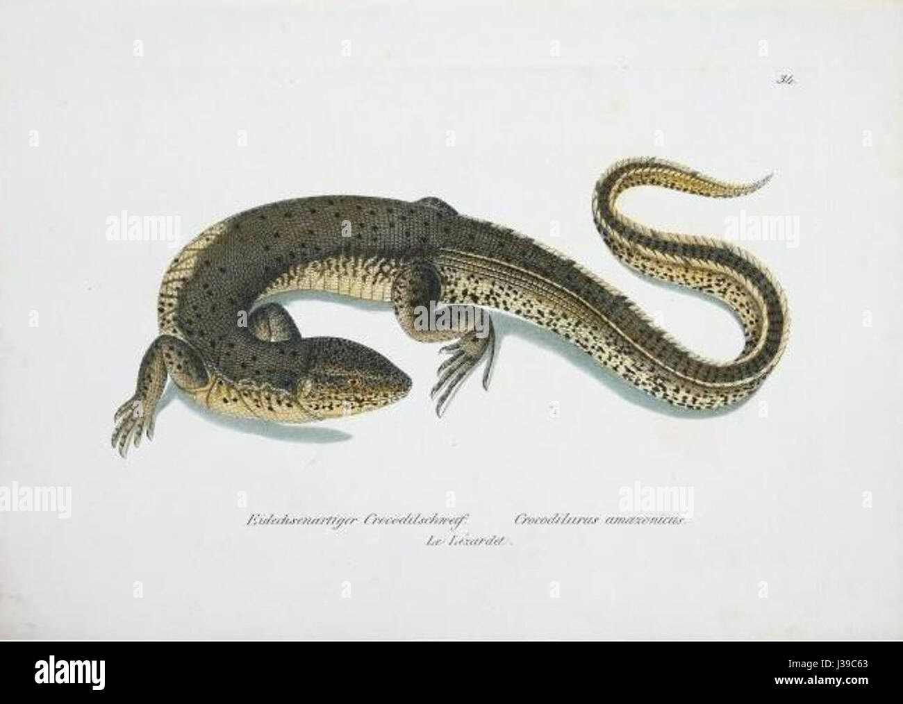 Crocodilurus Amazonicus Schinz Stockfoto
