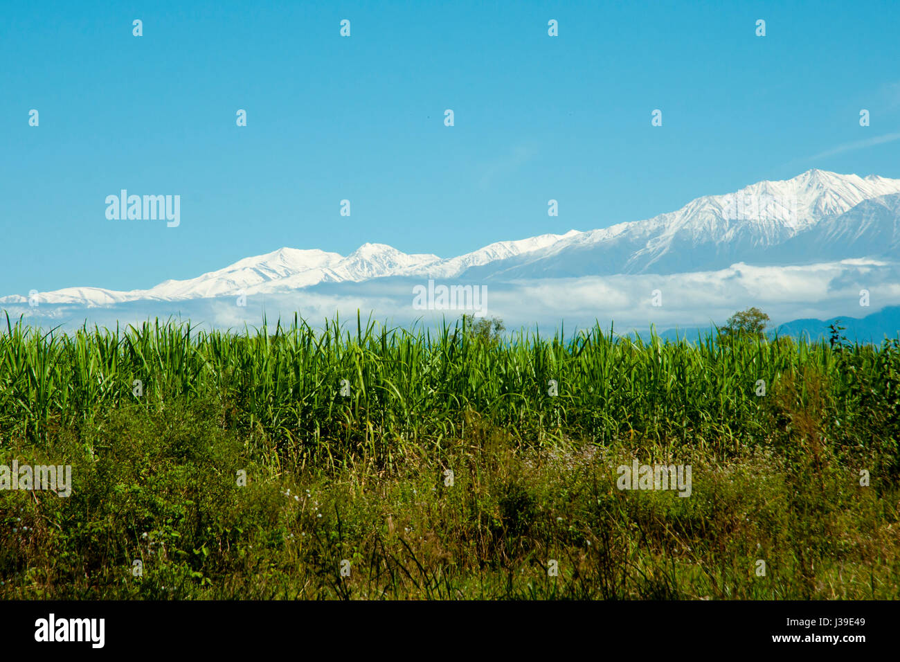 Zuckerrohr-Plantage - Argentinien Stockfoto