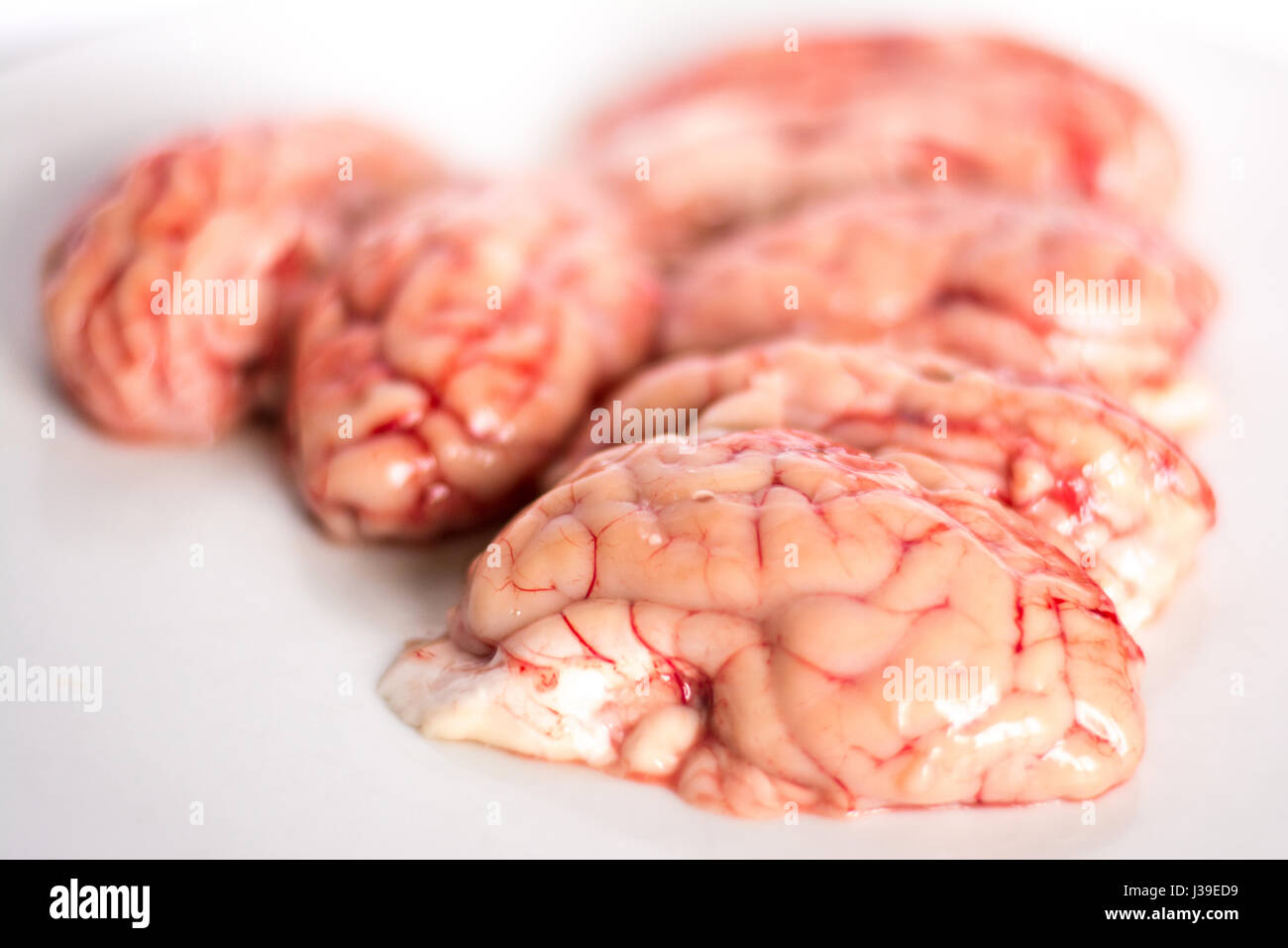 Nahaufnahme von einem Gehirn auf weißem Hintergrund Stockfoto