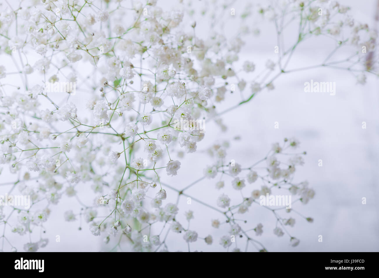 Eine Reihe von frischen weißen Schleierkraut auf weißem Hintergrund Stockfoto