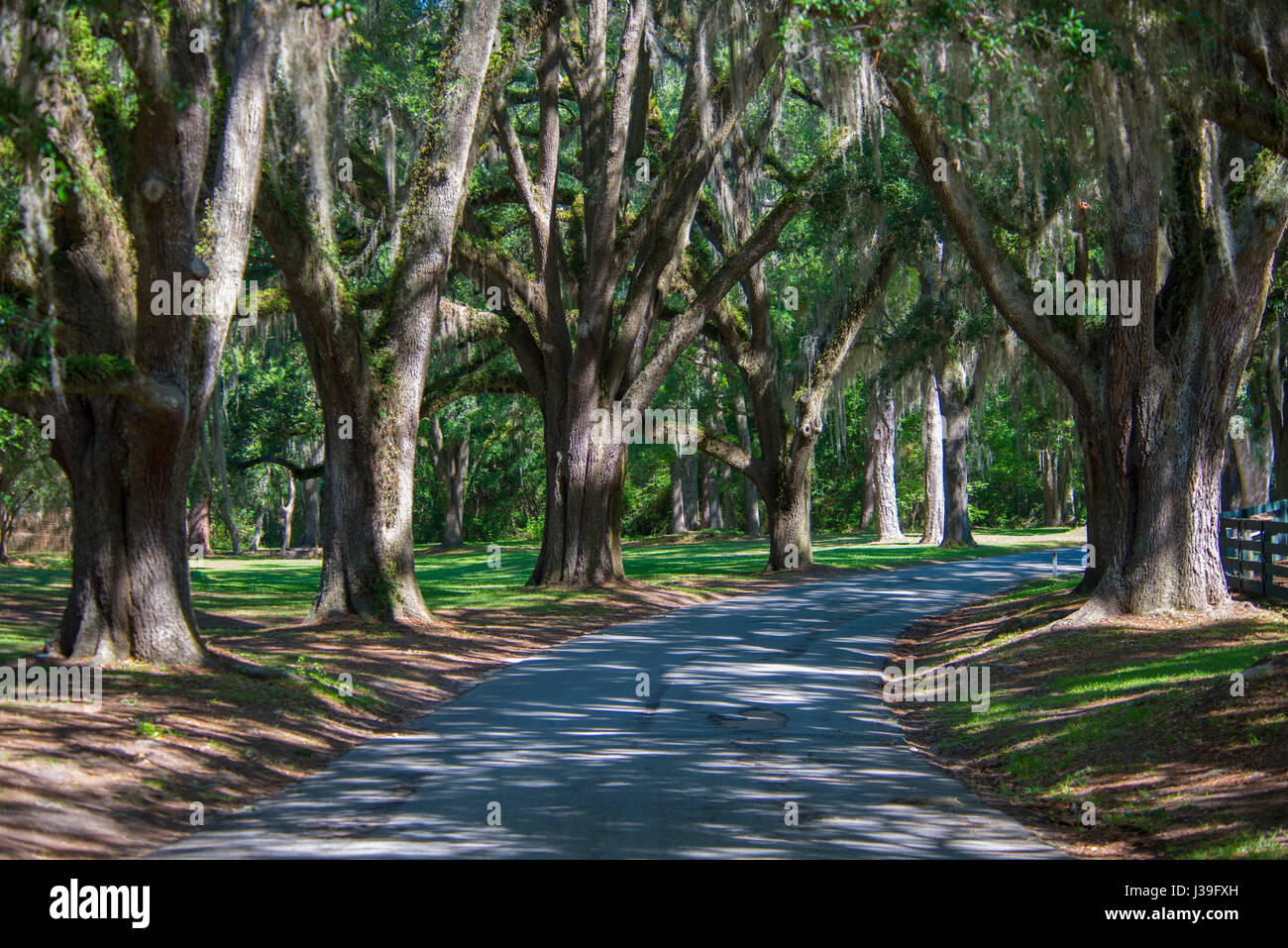 südlichen Plantage große Bäume mit spanischem Moos Stockfoto