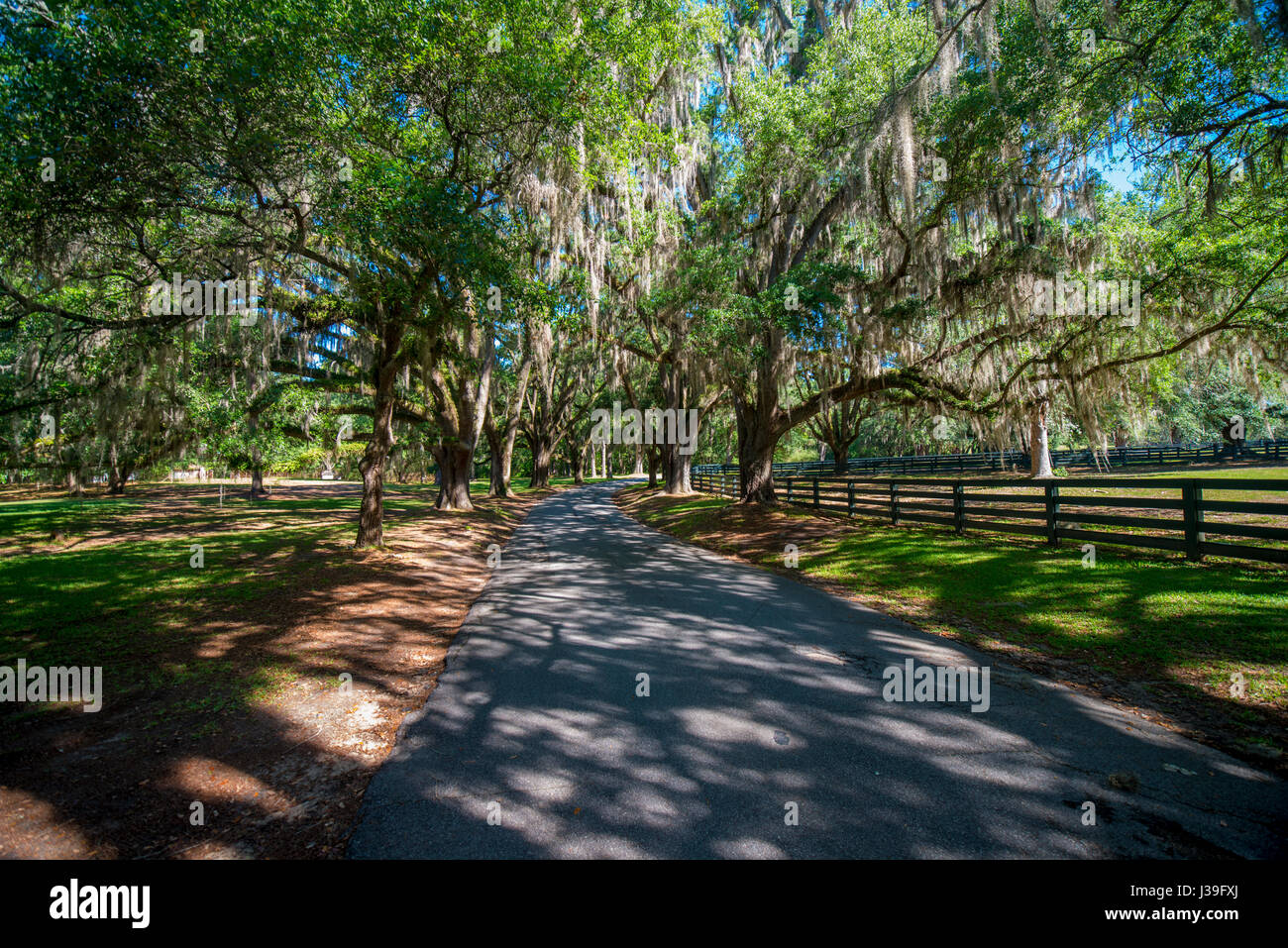 südlichen Plantage große Bäume mit spanischem Moos Stockfoto