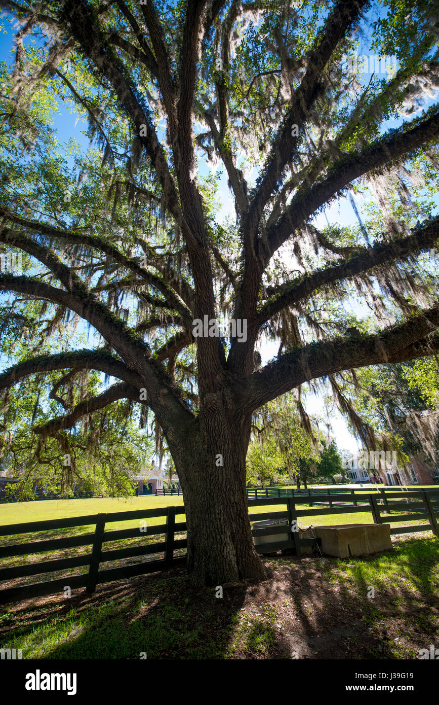 südlichen Plantage große Bäume mit spanischem Moos Stockfoto