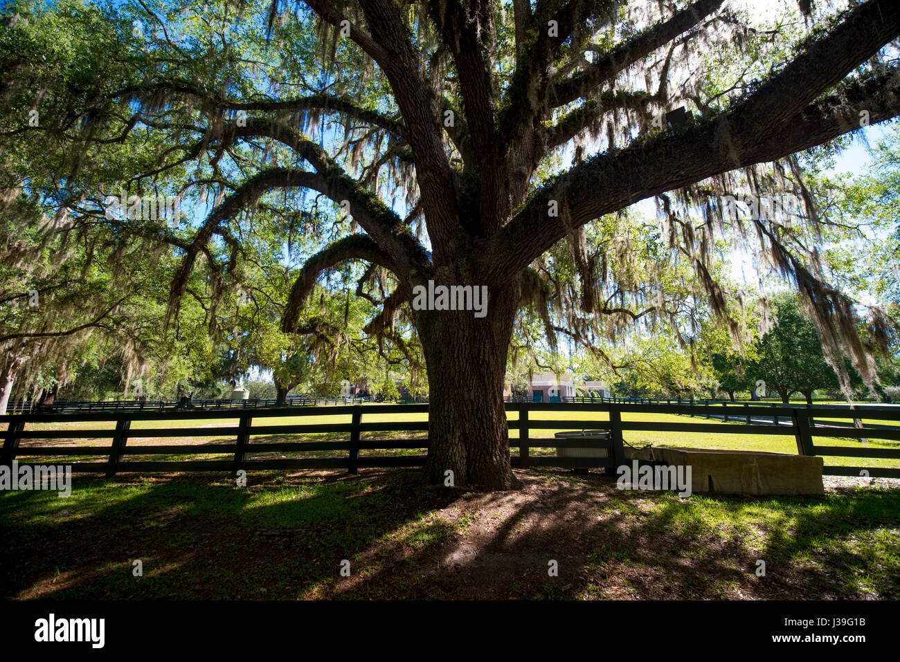 südlichen Plantage große Bäume mit spanischem Moos Stockfoto