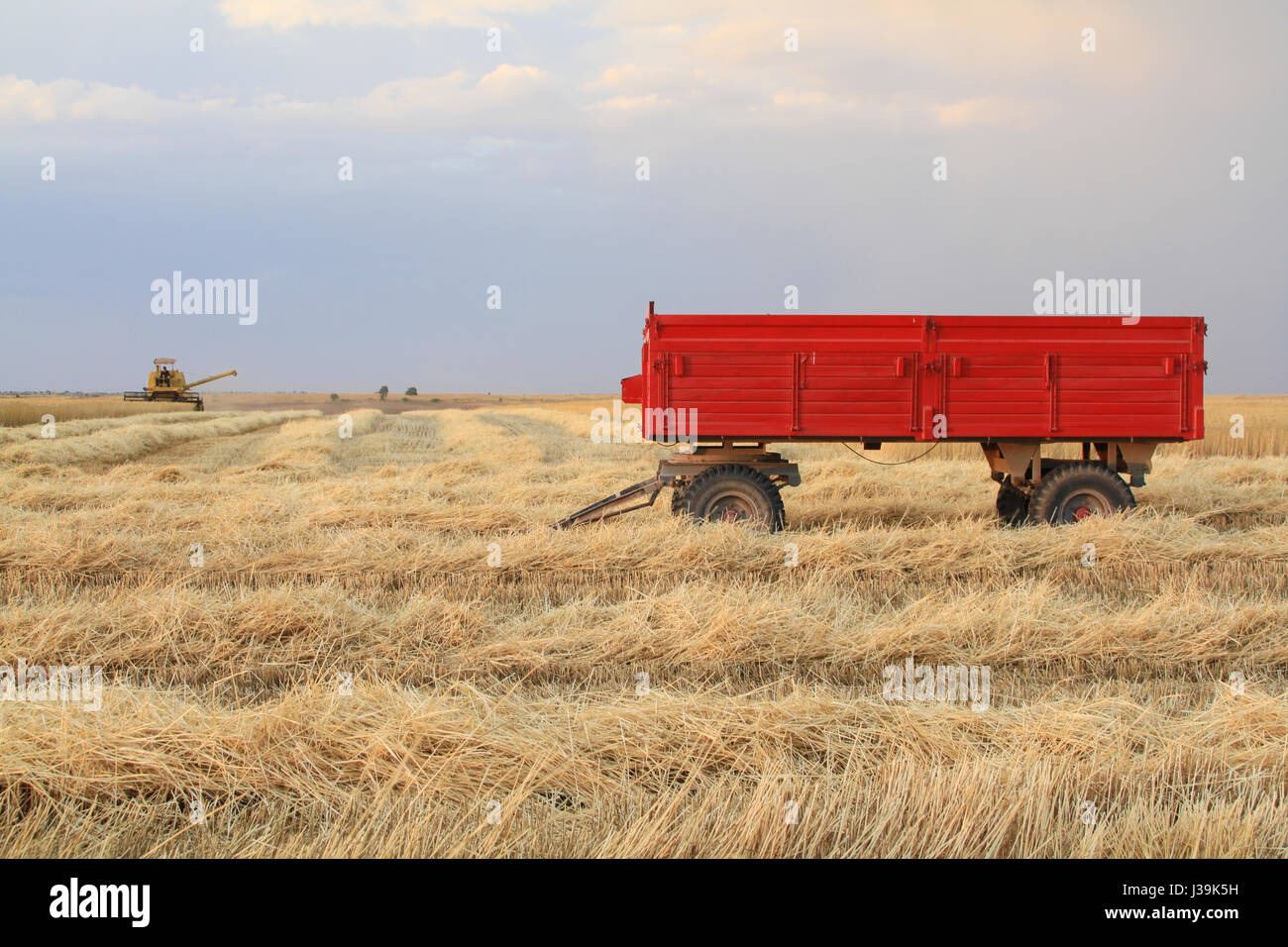 Harvester arbeitet auf dem Gebiet während der Erntezeit Stockfoto