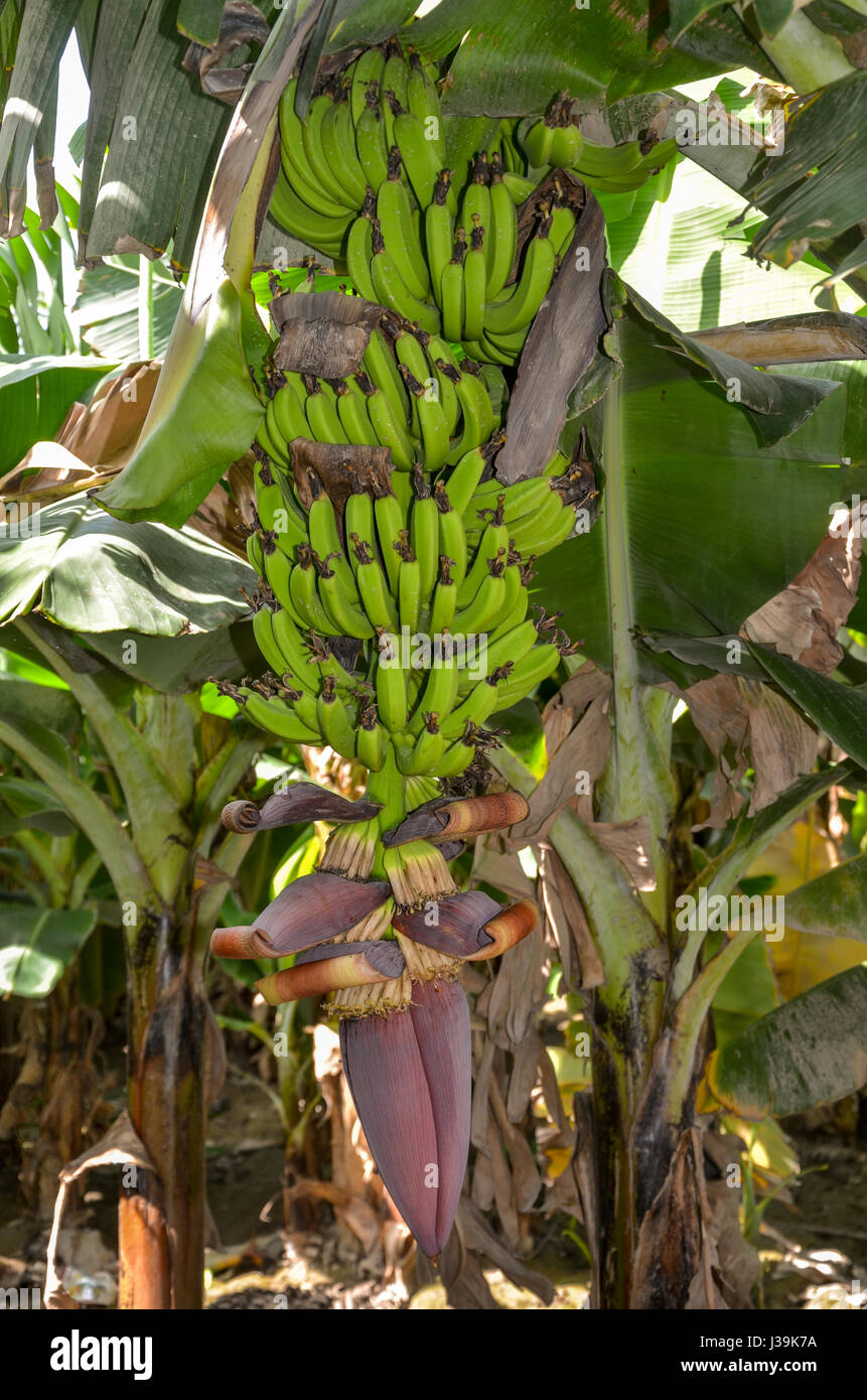 Bananenstaude Stockfoto