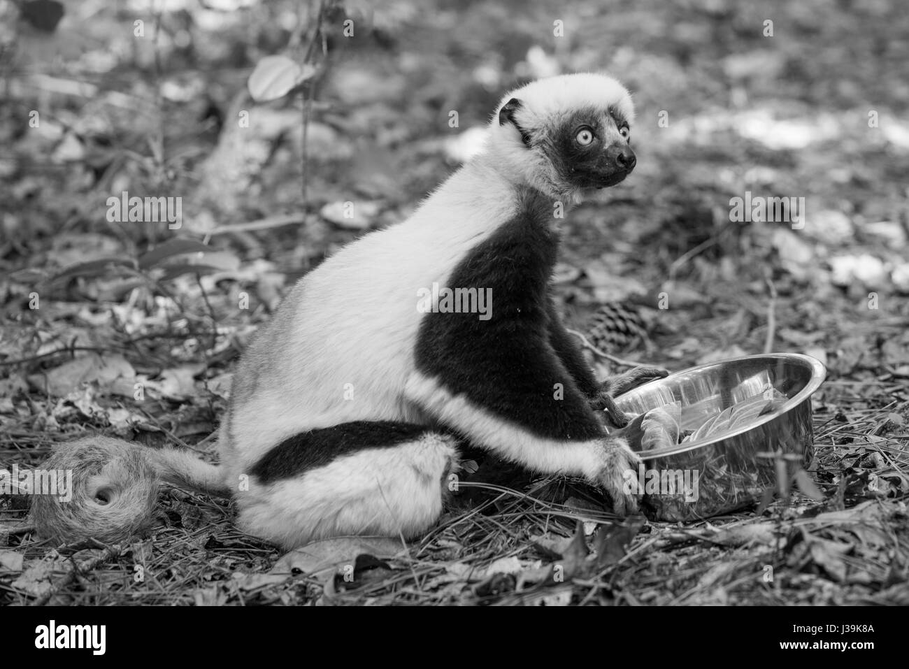 Coquerel's Sifaka, ein mittelgroßer Lemur aus Madagaskar. (Wissenschaftlicher Name: Propithecus coquereli) Stockfoto