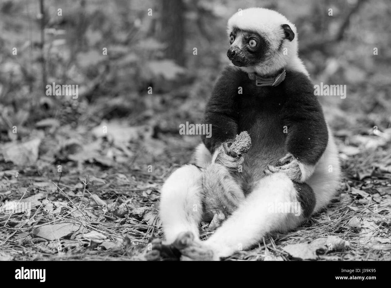 Coquerel's Sifaka, ein mittelgroßer Lemur aus Madagaskar. (Wissenschaftlicher Name: Propithecus coquereli) Stockfoto