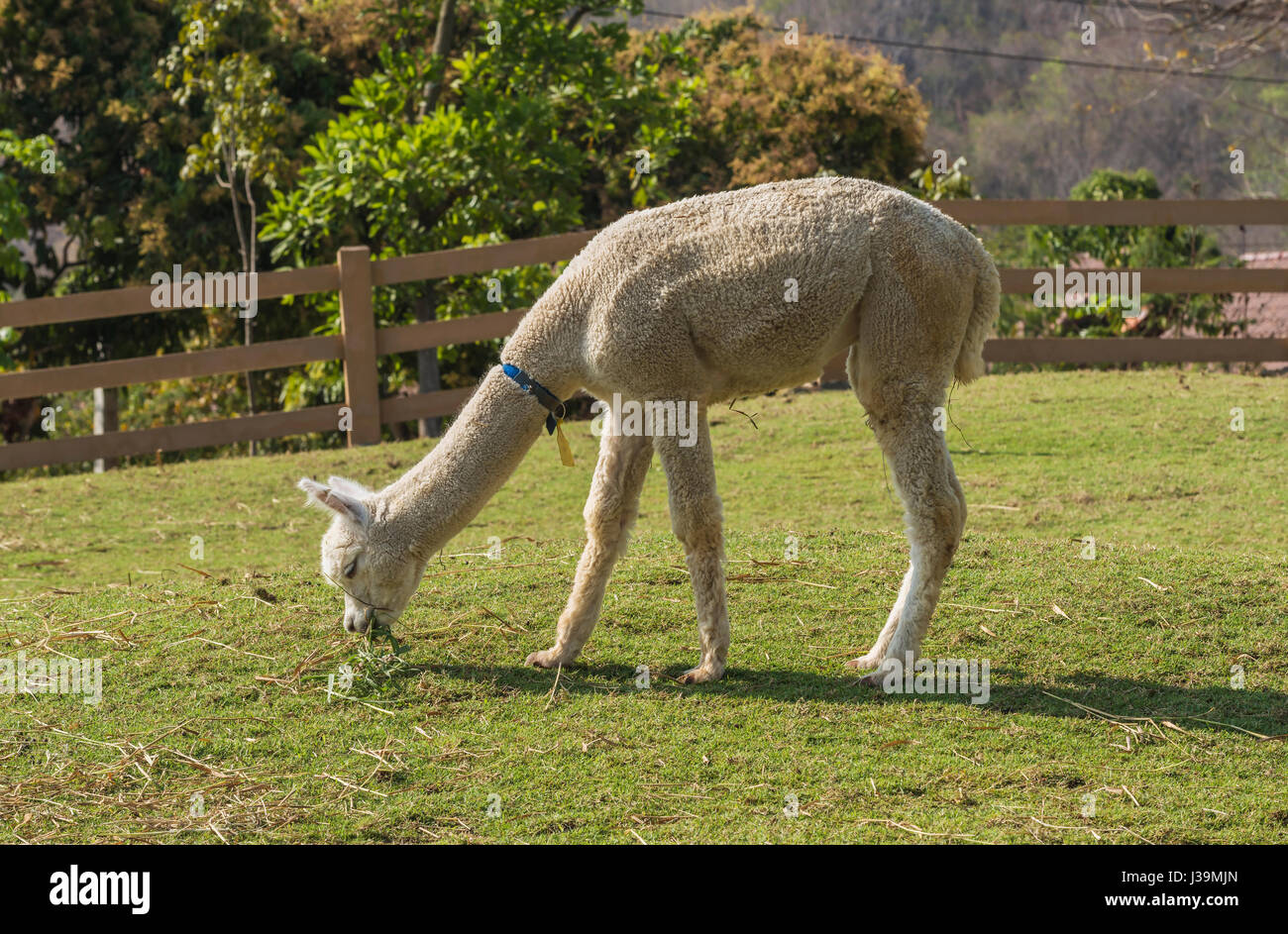 Alpaca eating grass Fotos und Bildmaterial in hoher Auflösung Alamy