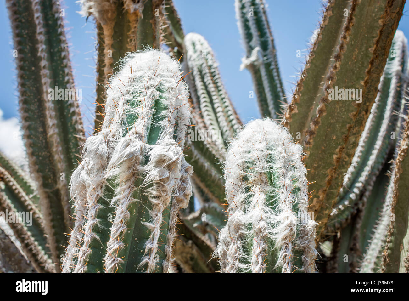 Weie Haare und Orangen Stacheln des wolligen Torch Kaktus (auch bekannt  als die silberne Fackel-Kaktus), eine mehrjhrige Kaktus in Sdamerika  heimisch Stockfotografie - Alamy