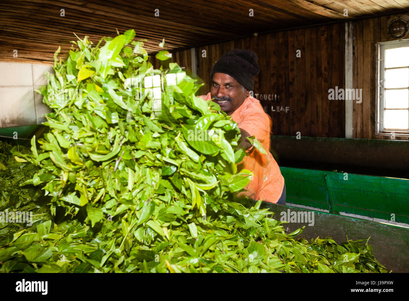 In einer Teefabrik, in der Nähe von Munnar Stockfoto