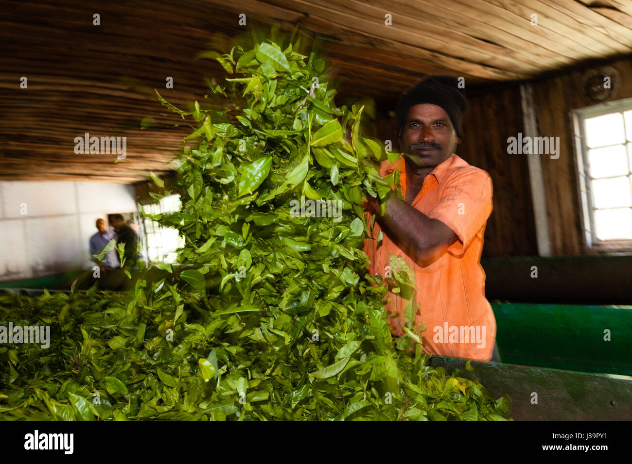 In einer Teefabrik, in der Nähe von Munnar Stockfoto