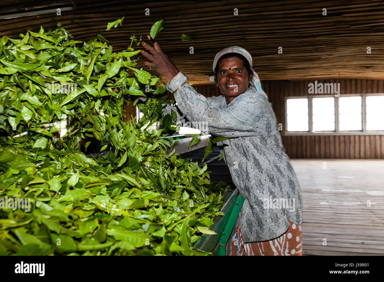 In einer Teefabrik, in der Nähe von Munnar Stockfoto