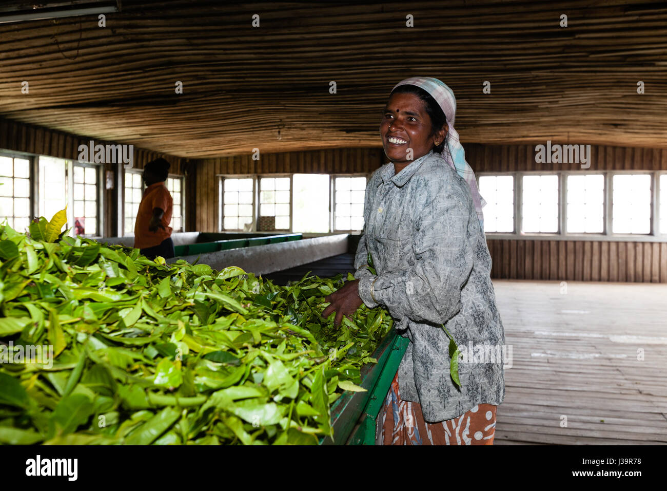 In einer Teefabrik, in der Nähe von Munnar Stockfoto